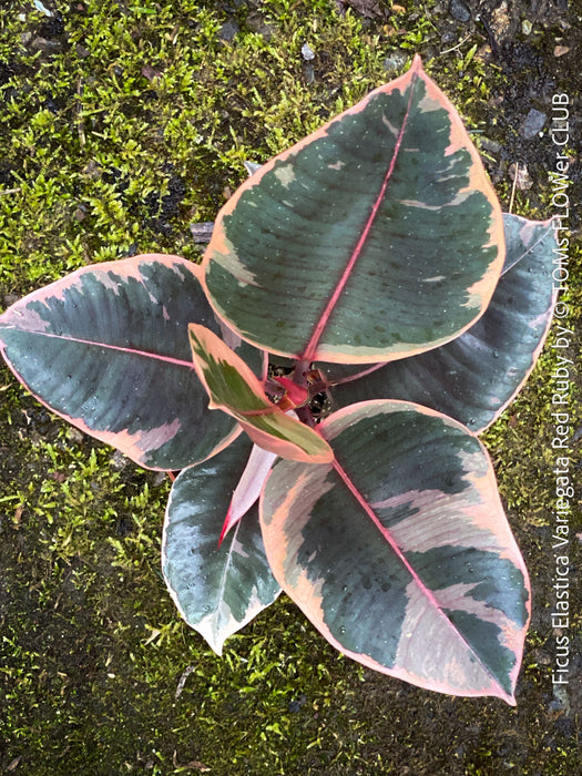 Ficus Elastica Red Ruby plant for sale at TOMs FLOWer CLUB, variegated ficus, low maintenance. 