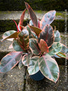 Ficus Elastica Red Ruby plant with variegated leaves on a natural background; for sale at TOMs FLOWer CLUB in Zürich.