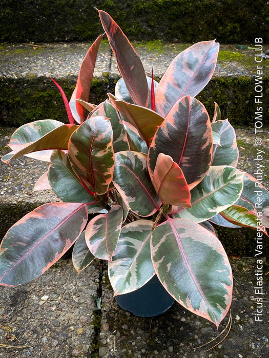 Ficus Elastica Red Ruby plant with variegated leaves on a natural background; for sale at TOMs FLOWer CLUB in Zürich.