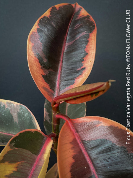 Ficus Elastica Variegata Red Ruby, organically grown plants for sale at TOMs FLOWer CLUB.