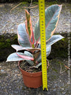 Ficus Elastica Red Ruby plant for sale at TOMs FLOWer CLUB, variegated ficus, low maintenance. 