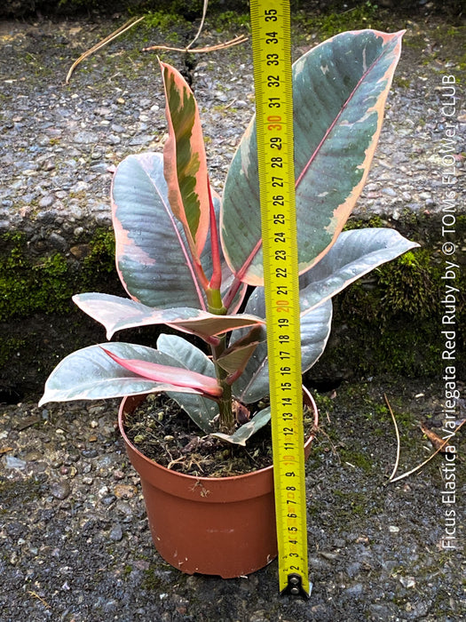 Ficus Elastica Red Ruby plant for sale at TOMs FLOWer CLUB, variegated ficus, low maintenance. 