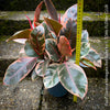 Ficus Elastica Red Ruby plant with variegated leaves on a natural background; for sale at TOMs FLOWer CLUB in Zürich.