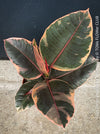 Ficus Elastica Red Ruby plant for sale at TOMs FLOWer CLUB, variegated ficus, low maintenance. 