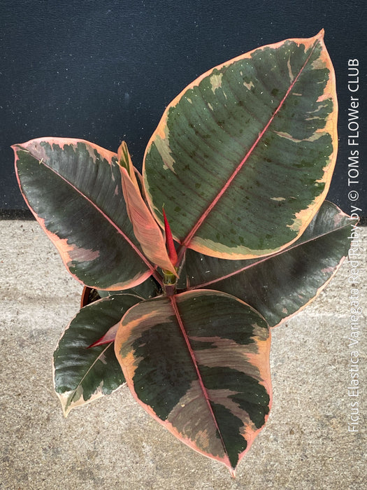 Ficus Elastica Red Ruby plant for sale at TOMs FLOWer CLUB, variegated ficus, low maintenance. 