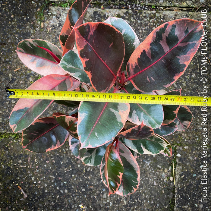 Ficus Elastica Red Ruby plant with variegated leaves on a natural background; for sale at TOMs FLOWer CLUB in Zürich.