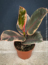 Ficus Elastica Red Ruby plant for sale at TOMs FLOWer CLUB, variegated ficus, low maintenance. 