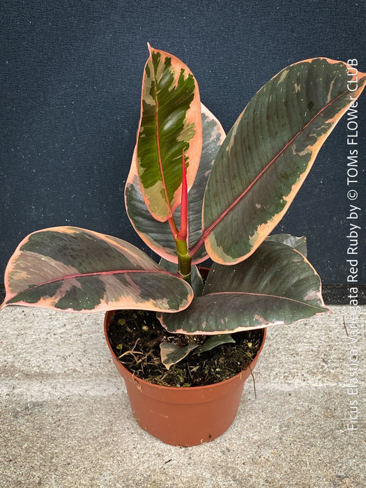 Ficus Elastica Red Ruby plant for sale at TOMs FLOWer CLUB, variegated ficus, low maintenance. 