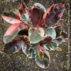 Ficus Elastica Red Ruby plant with variegated leaves on a natural background; for sale at TOMs FLOWer CLUB in Zürich.