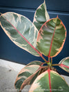 Ficus Elastica Red Ruby plant for sale at TOMs FLOWer CLUB, variegated ficus, low maintenance. 