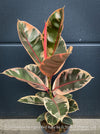 Ficus Elastica Red Ruby plant for sale at TOMs FLOWer CLUB, variegated ficus, low maintenance. 