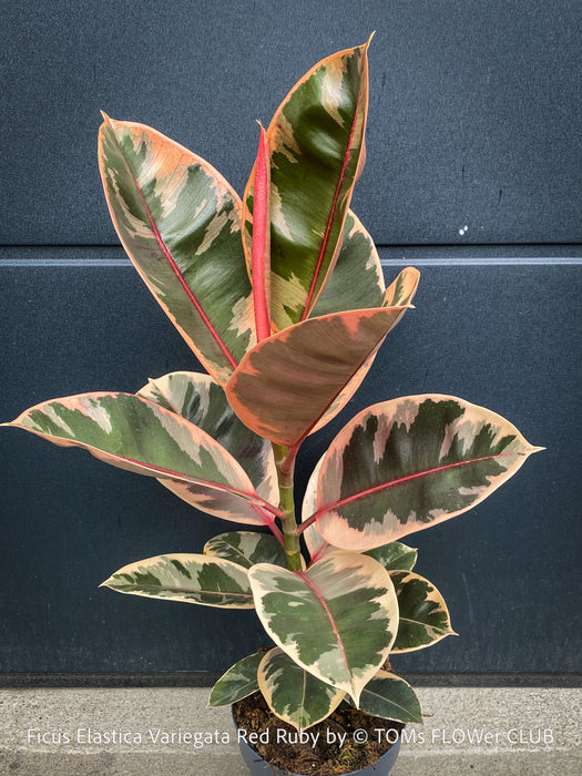 Ficus Elastica Red Ruby plant for sale at TOMs FLOWer CLUB, variegated ficus, low maintenance. 