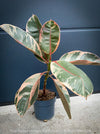 Ficus Elastica Red Ruby plant for sale at TOMs FLOWer CLUB, variegated ficus, low maintenance. 