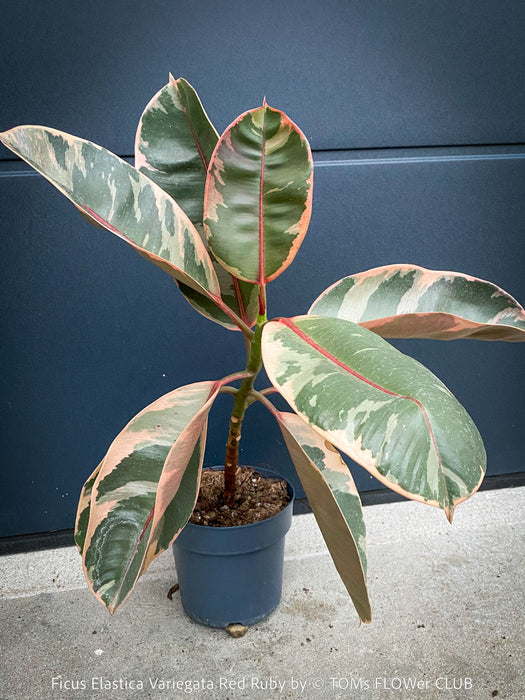 Ficus Elastica Red Ruby plant for sale at TOMs FLOWer CLUB, variegated ficus, low maintenance. 