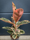 Ficus Elastica Red Ruby plant for sale at TOMs FLOWer CLUB, variegated ficus, low maintenance. 