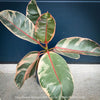 Ficus Elastica Red Ruby plant for sale at TOMs FLOWer CLUB, variegated ficus, low maintenance. 