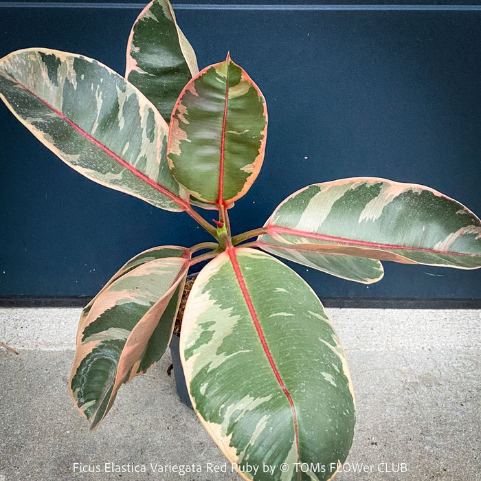 Ficus Elastica Red Ruby plant for sale at TOMs FLOWer CLUB, variegated ficus, low maintenance. 