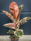 Ficus Elastica Red Ruby plant for sale at TOMs FLOWer CLUB, variegated ficus, low maintenance. 