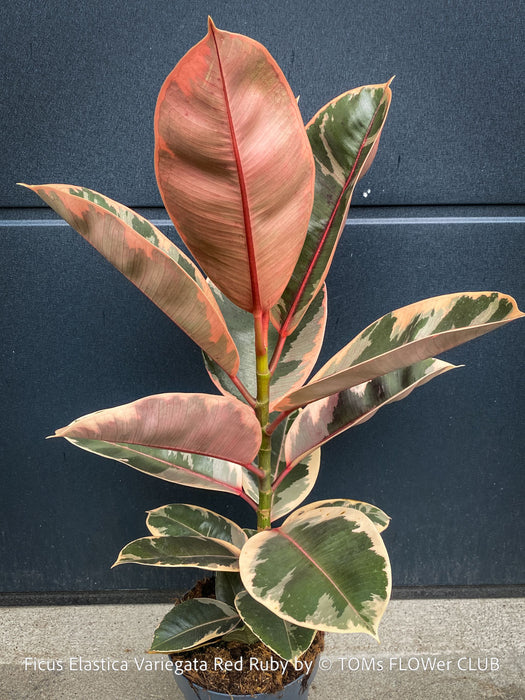 Ficus Elastica Red Ruby plant for sale at TOMs FLOWer CLUB, variegated ficus, low maintenance. 