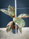 Ficus Elastica Red Ruby plant for sale at TOMs FLOWer CLUB, variegated ficus, low maintenance. 