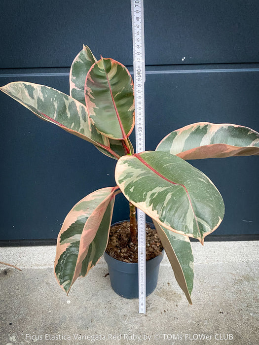 Ficus Elastica Red Ruby plant for sale at TOMs FLOWer CLUB, variegated ficus, low maintenance. 