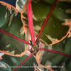 Ficus Elastica Red Ruby plant for sale at TOMs FLOWer CLUB, variegated ficus, low maintenance. 