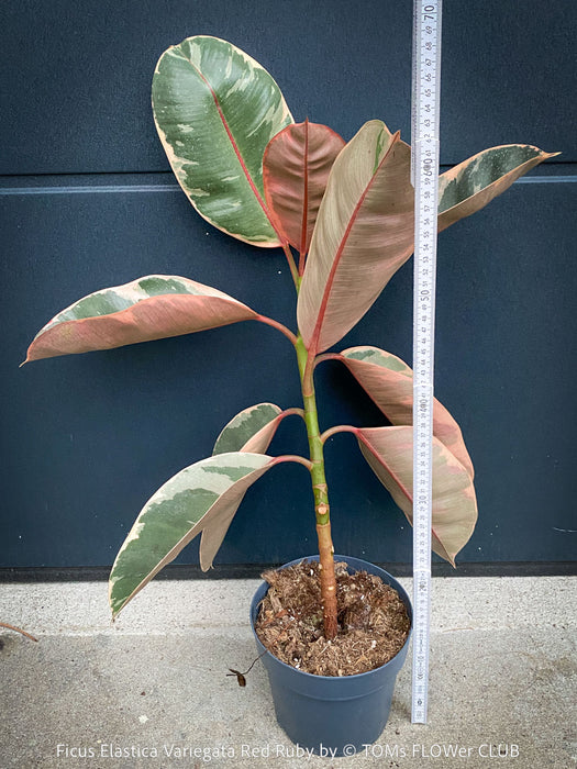 Ficus Elastica Red Ruby plant for sale at TOMs FLOWer CLUB, variegated ficus, low maintenance. 