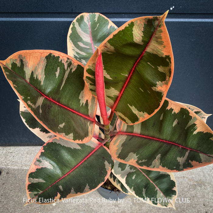 Ficus Elastica Red Ruby plant for sale at TOMs FLOWer CLUB, variegated ficus, low maintenance. 