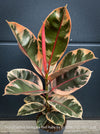 Ficus Elastica Red Ruby plant for sale at TOMs FLOWer CLUB, variegated ficus, low maintenance. 
