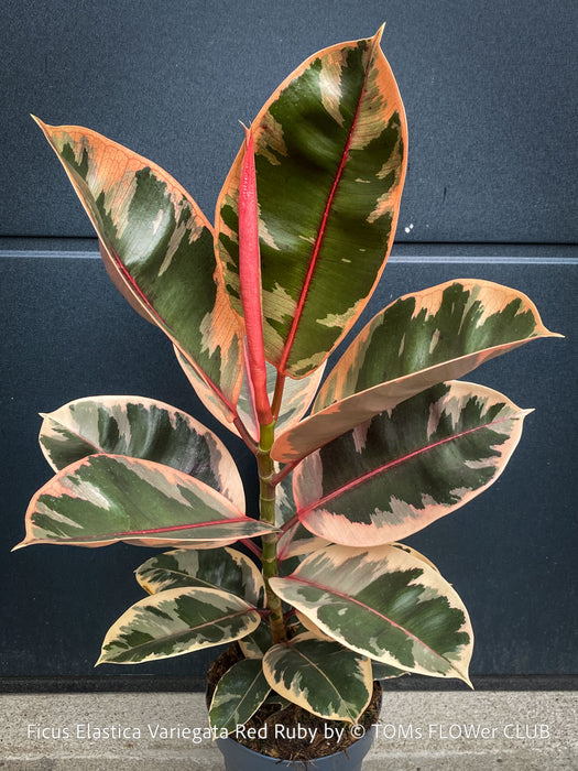 Ficus Elastica Red Ruby plant for sale at TOMs FLOWer CLUB, variegated ficus, low maintenance. 