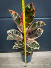 Ficus Elastica Red Ruby plant for sale at TOMs FLOWer CLUB, variegated ficus, low maintenance. 