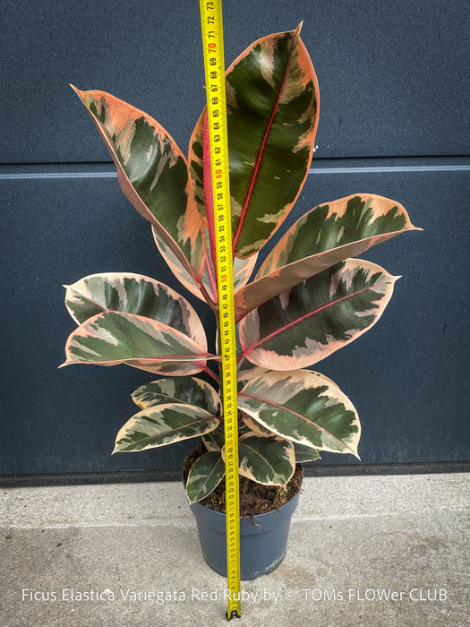 Ficus Elastica Red Ruby plant for sale at TOMs FLOWer CLUB, variegated ficus, low maintenance. 