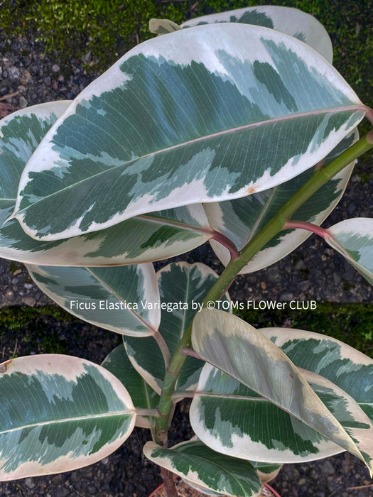 Ficus Elastica Variegata, organically grown plants for sale at TOMsFLOWer CLUB.