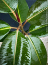 Ficus Elastica, cutting, organically grown tropical plants for sale at TOMs FLOWer CLUB.