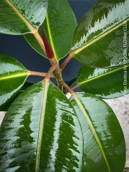 Ficus Elastica, cutting, organically grown tropical plants for sale at TOMs FLOWer CLUB.