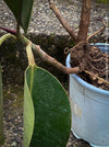 Ficus Elastica, cutting, organically grown tropical plants for sale at TOMs FLOWer CLUB.