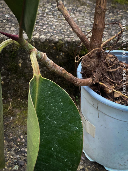 Ficus Elastica, cutting, organically grown tropical plants for sale at TOMs FLOWer CLUB.