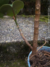 Ficus Elastica, cutting, organically grown tropical plants for sale at TOMs FLOWer CLUB.