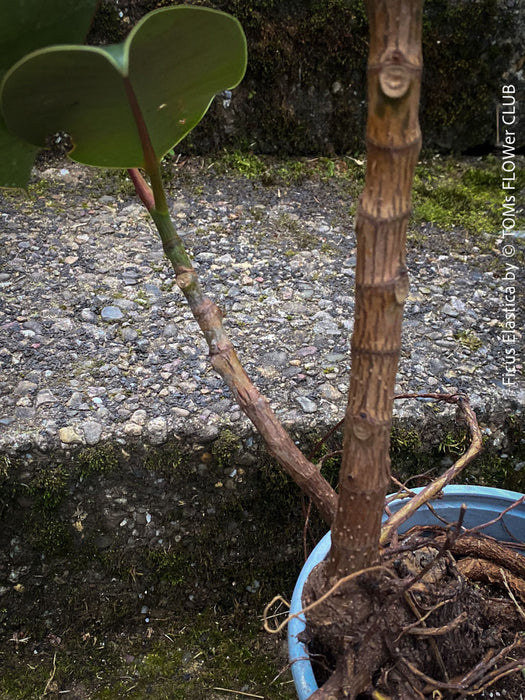 Ficus Elastica, cutting, organically grown tropical plants for sale at TOMs FLOWer CLUB.