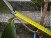 Ficus Elastica, cutting, organically grown tropical plants for sale at TOMs FLOWer CLUB.