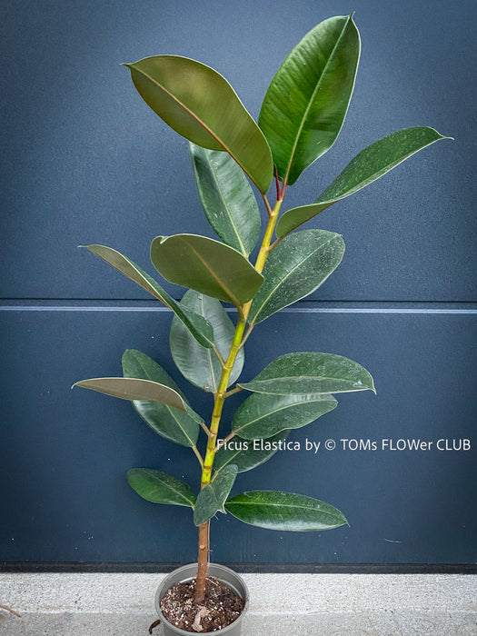 Ficus Elastica, cutting, organically grown tropical plants for sale at TOMs FLOWer CLUB.