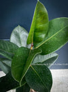 Ficus Elastica, cutting, organically grown tropical plants for sale at TOMs FLOWer CLUB.