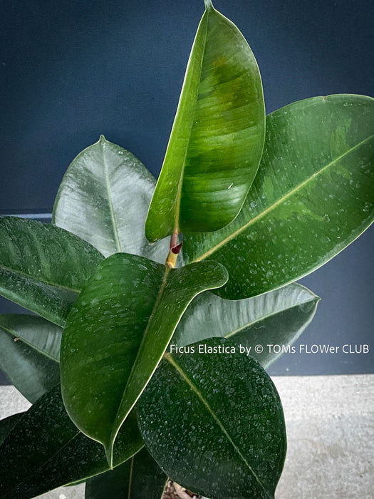 Ficus Elastica, cutting, organically grown tropical plants for sale at TOMs FLOWer CLUB.