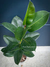Ficus Elastica, cutting, organically grown tropical plants for sale at TOMs FLOWer CLUB.