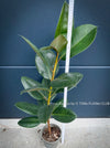 Ficus Elastica, cutting, organically grown tropical plants for sale at TOMs FLOWer CLUB.