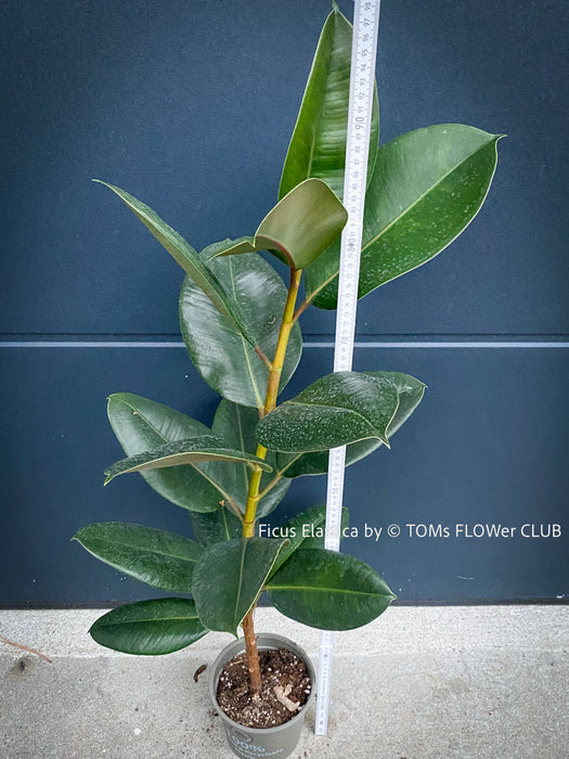 Ficus Elastica, cutting, organically grown tropical plants for sale at TOMs FLOWer CLUB.