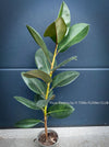 Ficus Elastica, cutting, organically grown tropical plants for sale at TOMs FLOWer CLUB.