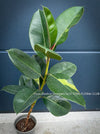 Ficus Elastica Variegata, mature plant, organically grown tropical plants for sale at TOMs FLOWer CLUB.