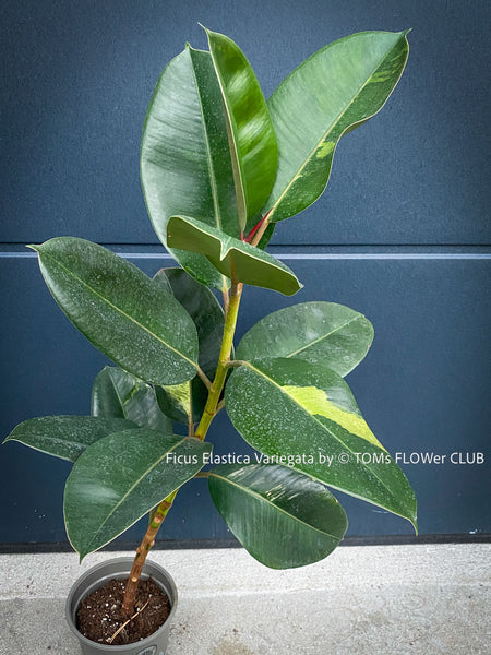 Ficus Elastica Variegata, mature plant, organically grown tropical plants for sale at TOMs FLOWer CLUB.