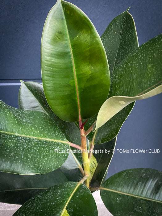 Rare Ficus Elastica Variegata, mature plant, organically grown tropical plants for sale at TOMs FLOWer CLUB.